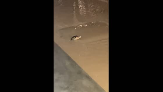 Lizard spotted in flood waters in Gerik, Perak