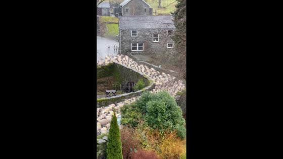 Rural harmony: shepherd, dogs, and flock in Ambleside
