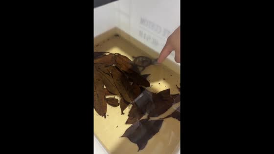 Small turtle bites finger in Zhejiang, China