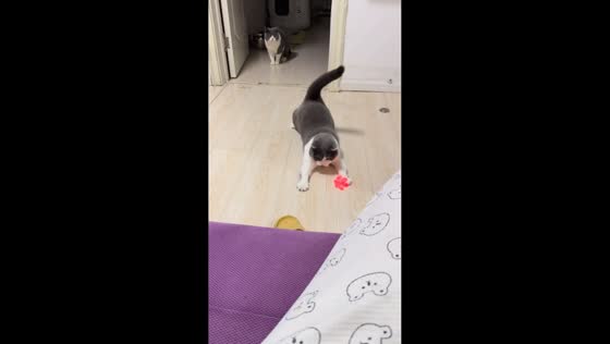 Cat chases paw-shaped laser light in Heilongjiang, China