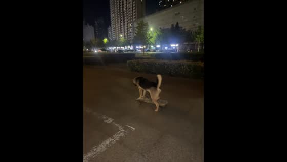 Skateboarding dog pushes and rides glowing board in Hebei, China