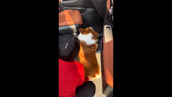 Corgi struggles to get into car in Anhui, China