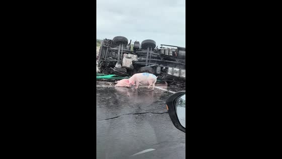 Truck overturns, pigs scattered on the road in Beijing, China