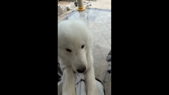 Playful Samoyed reacts to surprise in Jiangsu, China