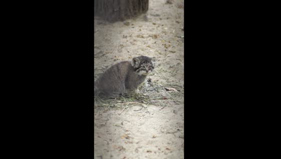 Pallas's playtime: enchanting video of manul kittens frolicking in Novosibirsk, Russia