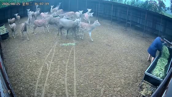 Man climbs stable gate after deer rams him in Jilin, China