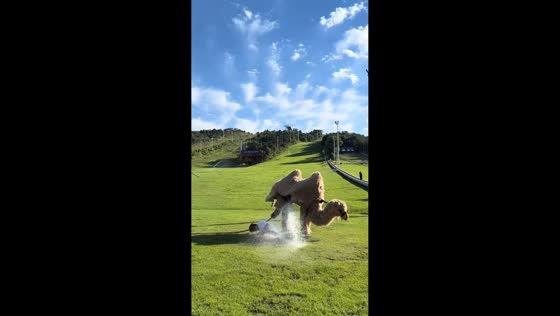 Camel-costumed performer drenches man in Liaoning, China
