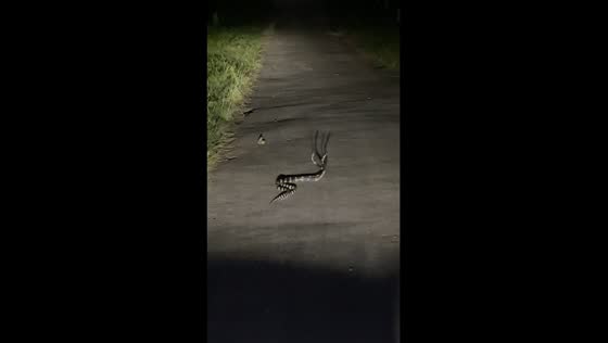 Snake duel: intense roadside showdown caught on camera