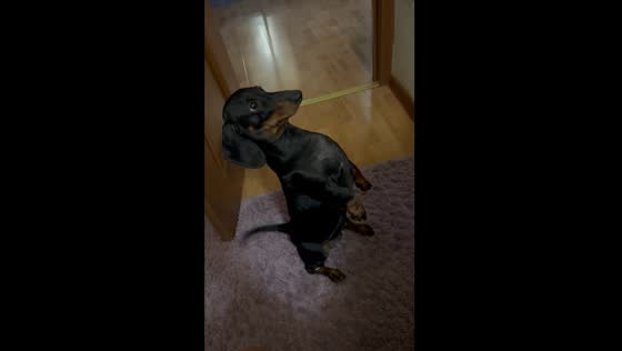 Dachshund dances on hind legs in Almaty video