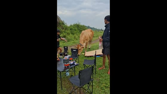 Cow surprises picnickers during outdoor gathering in Watukosek, East Java, Indonesia