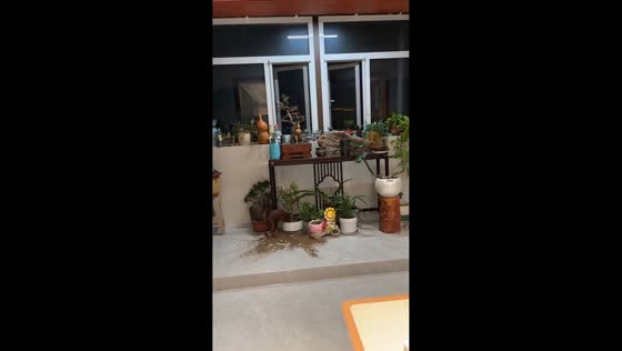 Dog digs up flower pot energetically in Jiangsu, China