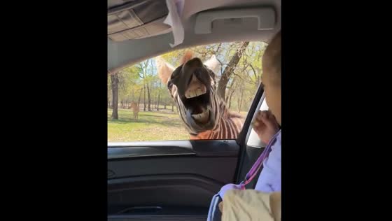 Toddler startled by zebra at car window in Jacksonville, Texas