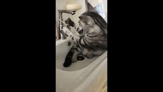 Curious cat plays with faucet in sink in Anhui, China