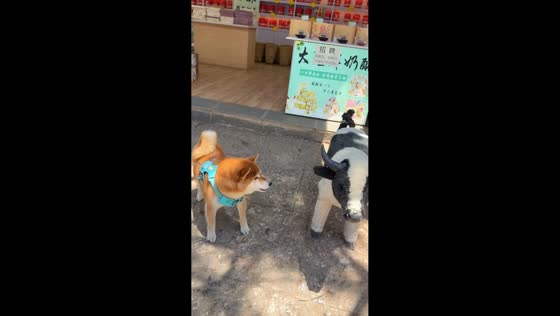 Shiba Inu barks at calf statue in Sichuan, China