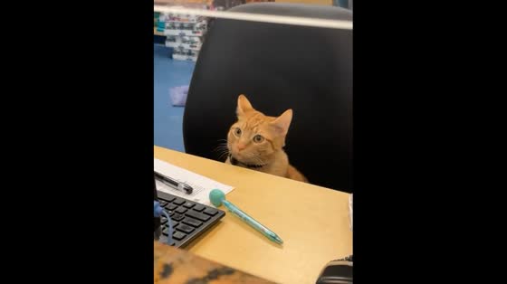 A paralyzed cat inspires with a helping hand at an animal hospital