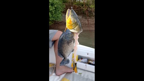 Piranha feast interrupted as fisherman reels in unique catch in Argentina 