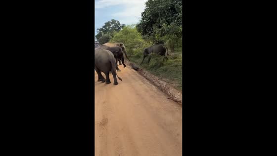 Elephant helps calf out of roadside gutter in Kegalle, Sri Lanka