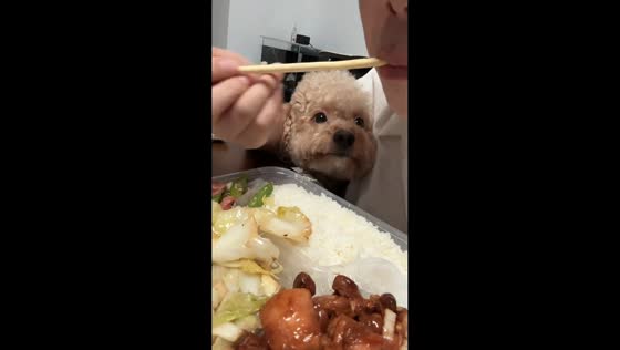 Fluffy poodle hilariously stares at owner’s food during meal in Zhejiang, China