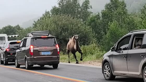 Runaway camel causes traffic disruption in Inner Mongolia, China