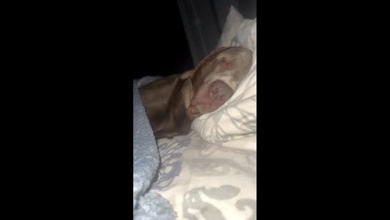Dog sleeps soundly under blanket in Minden, Germany