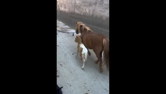 Mini pony foal stays close to its mother during outdoor stroll in Tianjin, China