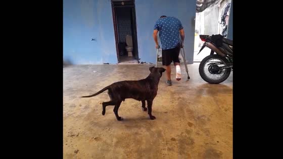 Dog imitates owner with crutches in funny video from Putumayo, Colombia