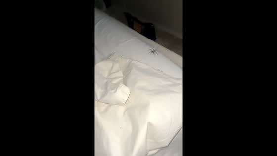 Unexpected bed guest, spider sparks scare in Birmingham, England, UK