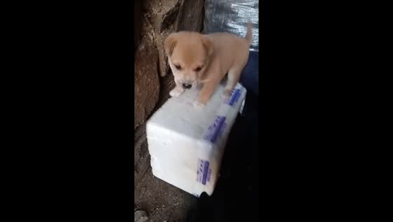 Puppy struggles to balance on a wobbly box in Shandong, China