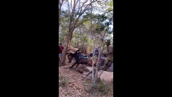 Man crashes into tree during horse race in Altos, Brazil