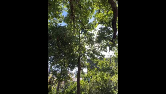 Fearless girl swings from tall tree in London, England, UK