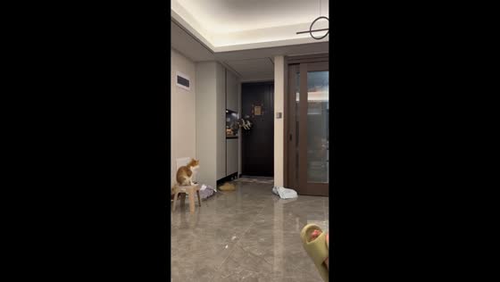 Smart cat opens door and leads another cat outside in Henan, China
