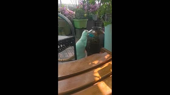 Cat playfully bothers companion inside clay jar in Zhejiang, China