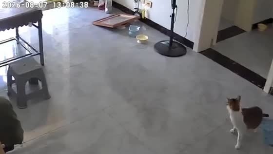 Security camera captures 5.2-magnitude earthquake shaking home in Sichuan, China
