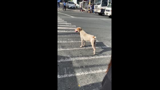 Patient dog waits for traffic to stop before crossing pedestrian lane in Cavite