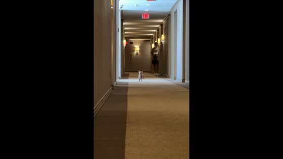 Puppy enjoys playful run in hallway