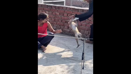 Monkey leaps to protect owner during mock attack in Etah, Uttar Pradesh, India