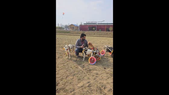 Paralyzed dogs welcoming caregiver in heartwarming scene