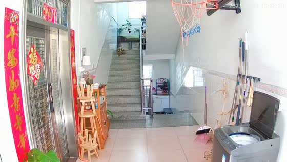 Tortoise hilariously slides down stairs in Fujian, China