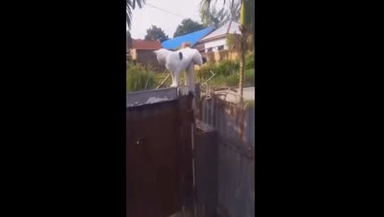 Cat with clamped legs appears to lack hind legs while perching on fence
