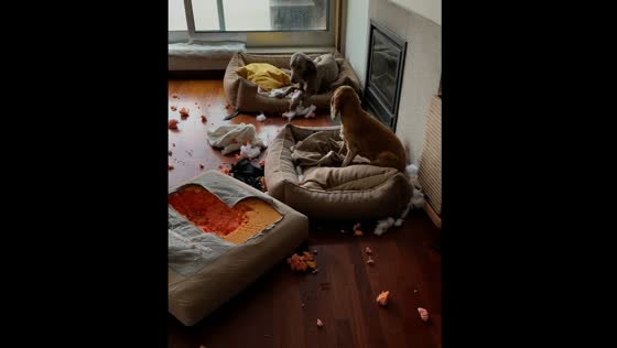 Dogs destroy furniture in Espinho, Portugal