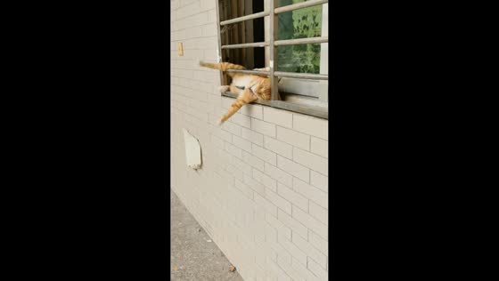Cat remains asleep while owner checks on it on window fence in Fujian, China