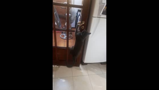 Video captures cat opening door in San Fernando, Argentina