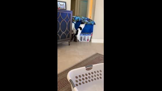 Cat's failed bean bag leap ends in comical tumble