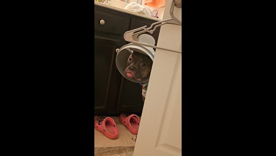 Dog turns trash bin lid into space cadet helmet