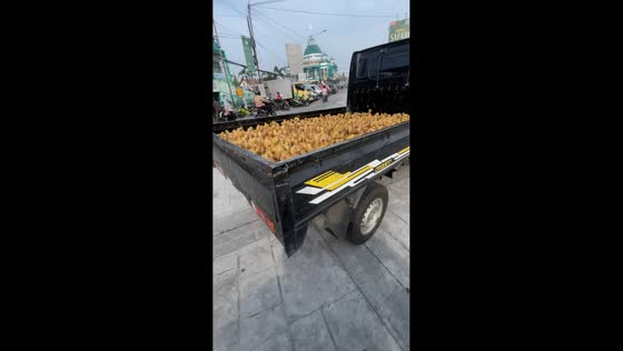 Ducklings seen being transported on a truck in Sidoarjo, Indonesia