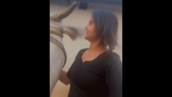 Woman attempts to kiss cow but gets slapped instead in Sikar, India