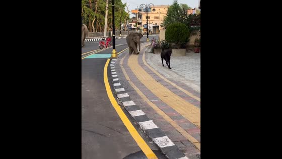 Baby elephant chases dog in Chitwan, Nepal