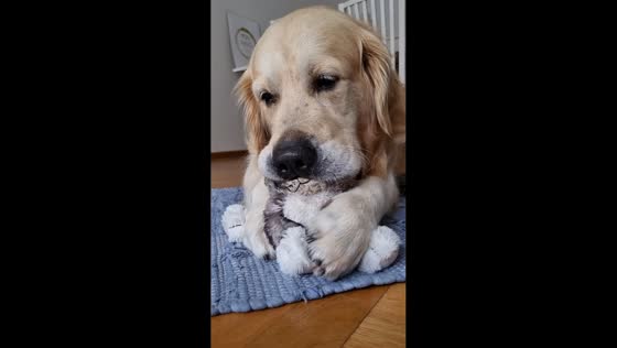 Dog comforts stuffed toy in Malmö, Sweden
