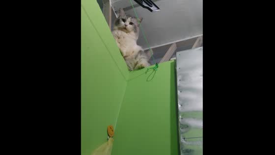 Cat watches owner in bathroom in Valenzuela