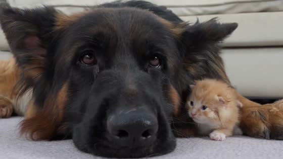 German Shepherd bonds with abandoned kitten in heartwarming video